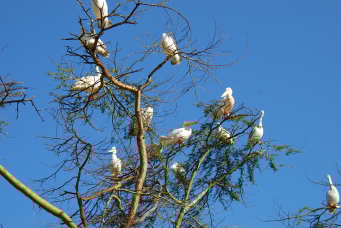Nakuru Nationalpark, Pelikane