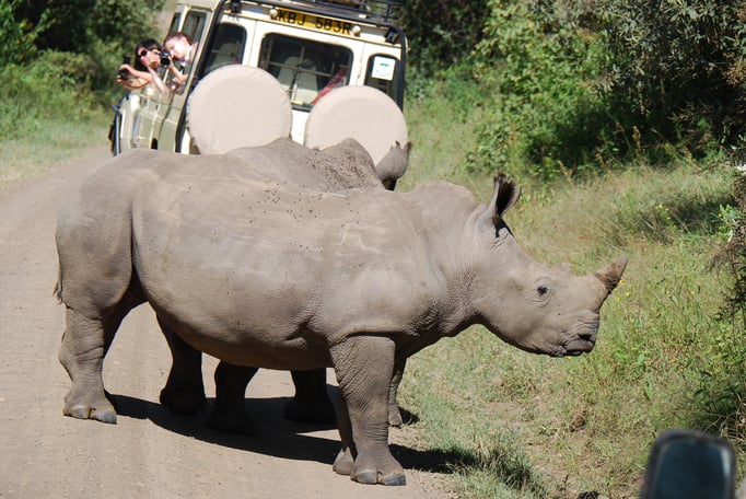 Nakuru Nationalpark, Breitmaulnashörner