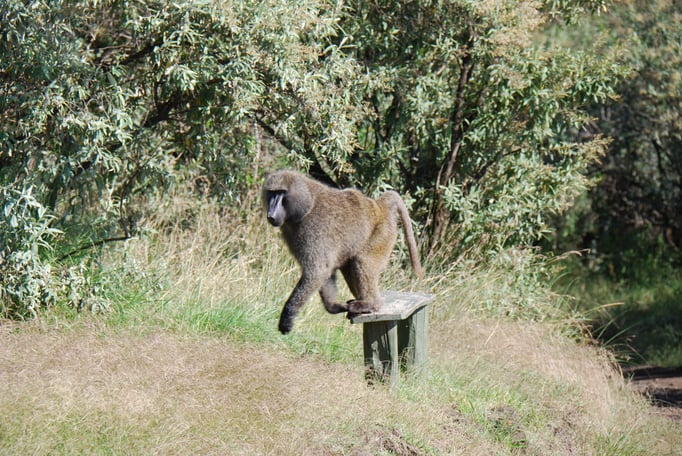 Nakuru Nationalpark, Paviane