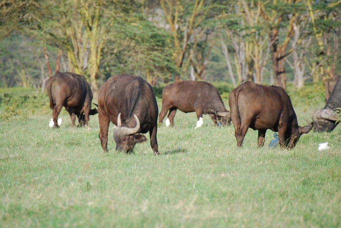 Nakuru Nationalpark,  Kaffernbüffel