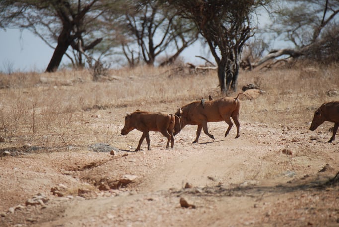 Samburu Nationalpark,  Warzenschweine