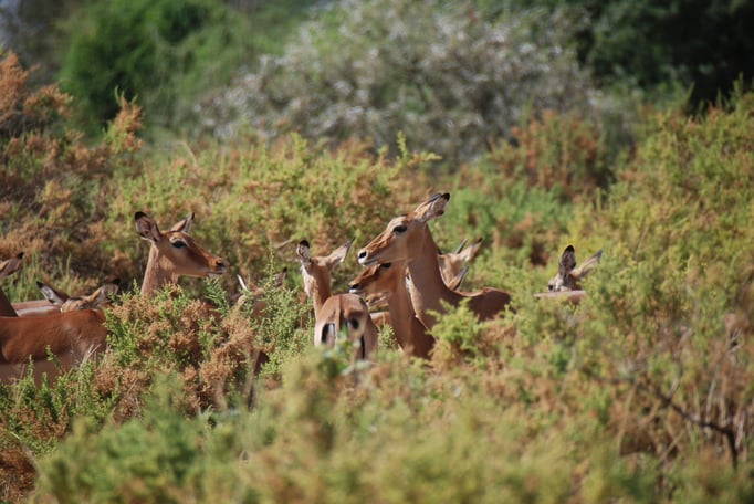 Samburu Nationalpark, Impalas oder Schwarzfersenantilope