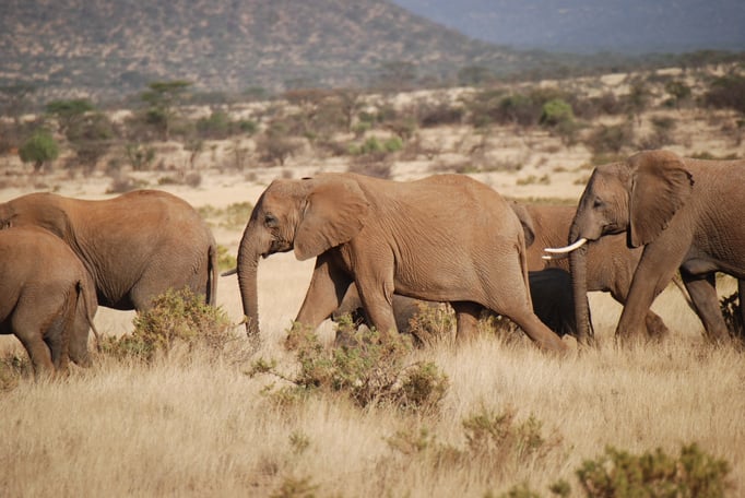 Samburu Nationalpark, Elefanten
