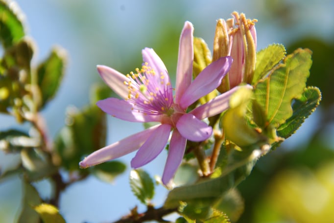 Samburu Nationalpark, Blumen