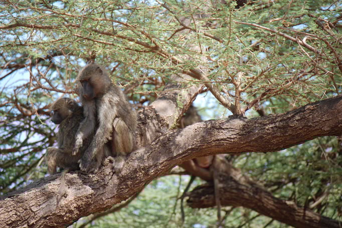 Samburu Nationalpark, Steppenpaviane