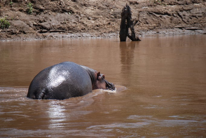 Massai Mara, Flußperde