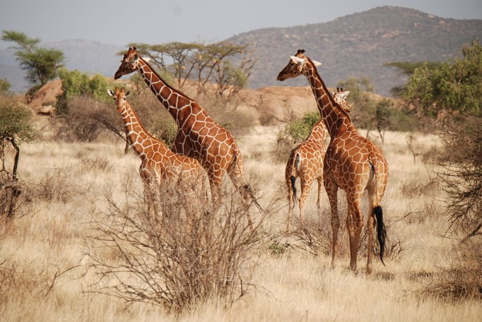 Samburu Nationalpark, Netzgiraffen