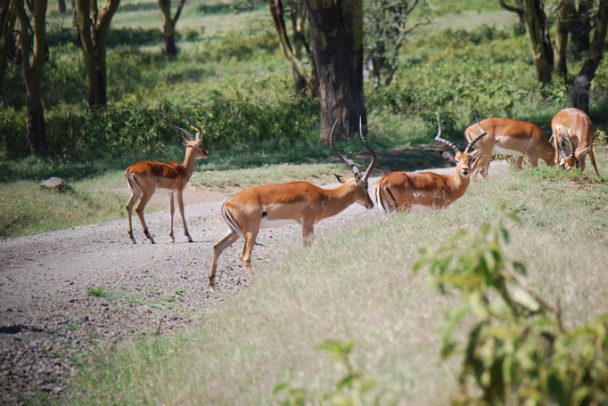 Nakuru Nationalpark, Impalas