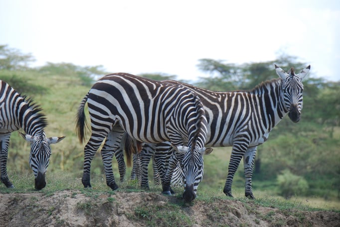Nakuru Nationalpark, Steppenzebra