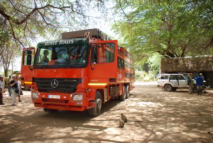 Samburu Nationalpark, Sandmeerkatzen am Rotelbus