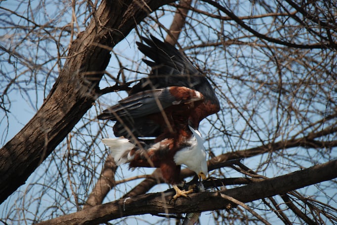 Baringo See, Schreiseeadler