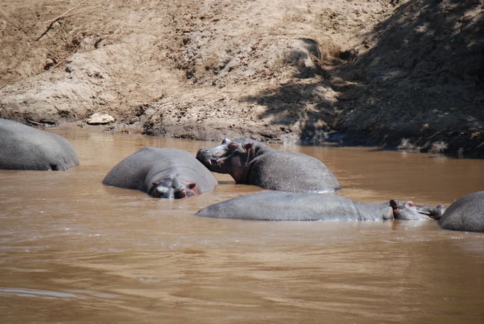 Massai Mara, Flußperde