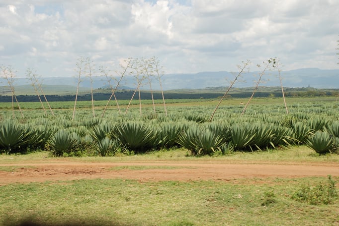Sisal Plantage mit Fabrik zur Sisal Verarbeitun