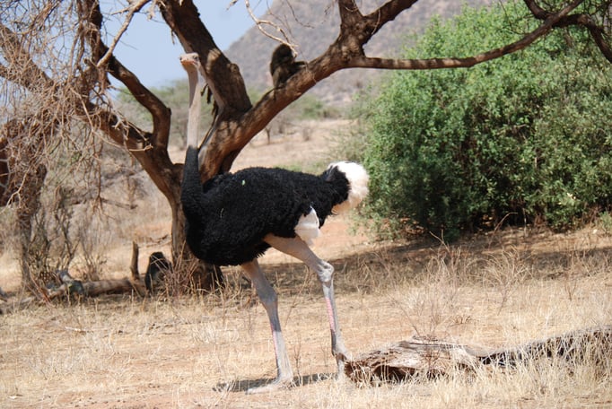 Samburu Nationalpark, Strauß 