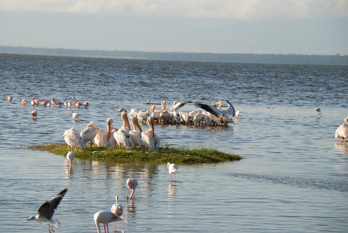 Nakuru Nationalpark,  Vogelwelt am Nakuru See