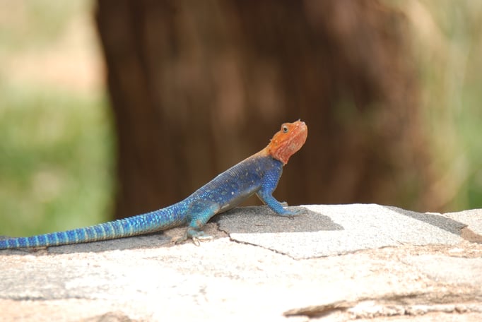 Samburu Nationalpark, Echse