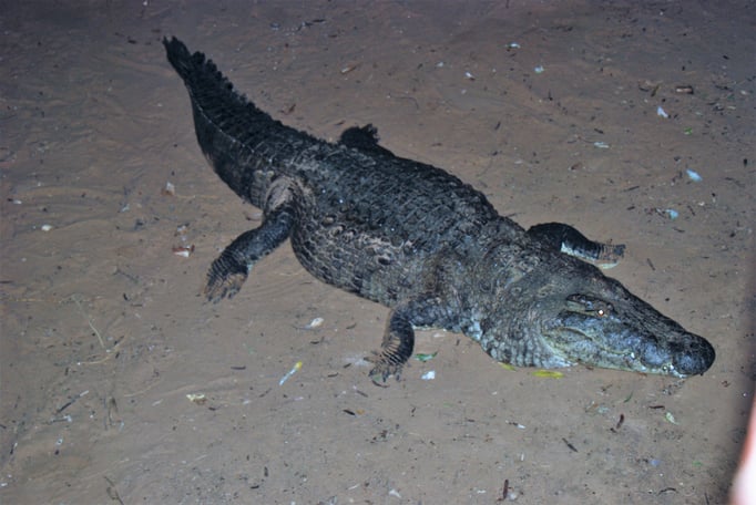 Samburu Nationalpark, Nilkrokodil