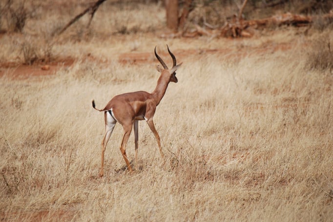 Samburu Nationalpark,  Gerenuk oder  Giraffengazelle