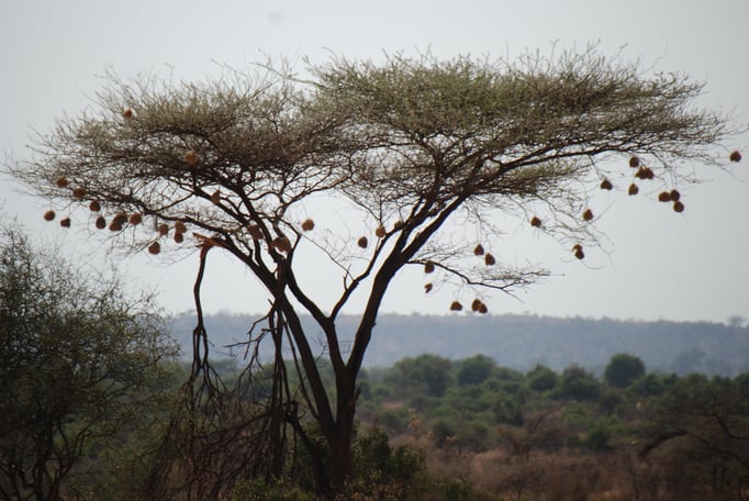 Samburu Nationalpark, Webervögel