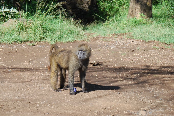 Nakuru Nationalpark, Paviane