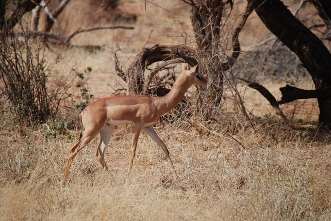 Samburu Nationalpark,  Gerenuk oder  Giraffengazelle