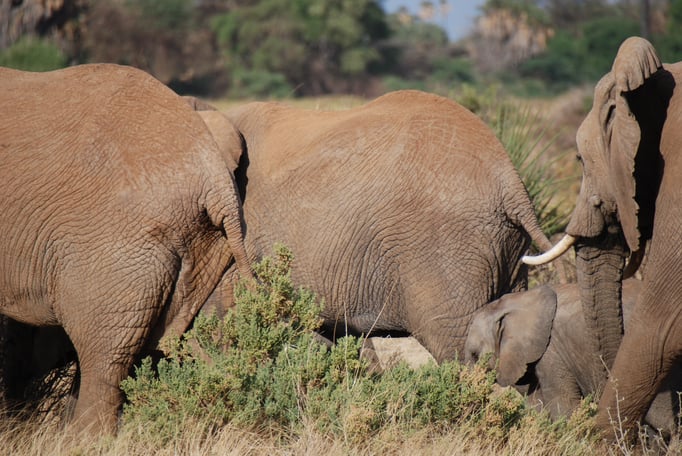 Samburu Nationalpark, Elefanten