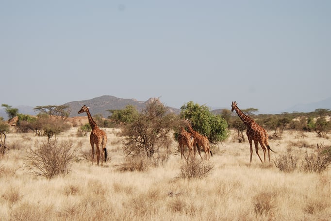 Samburu Nationalpark, Netzgiraffen