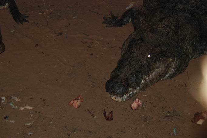 Samburu Nationalpark, Nilkrokodil