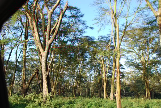 Nakuru Nationalpark, 