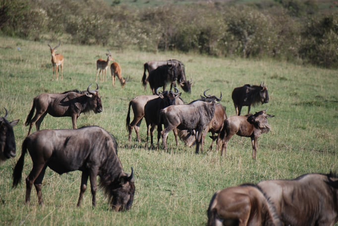 Massai Mara, Gnus