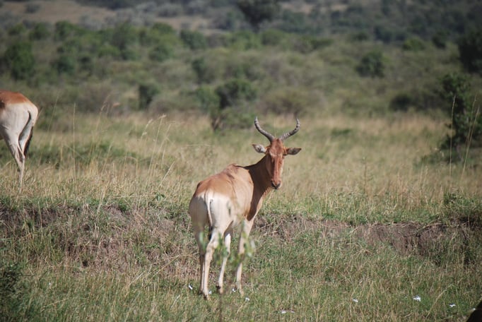 Massai, Mara, Kongoni oder  echte Kuhantilope