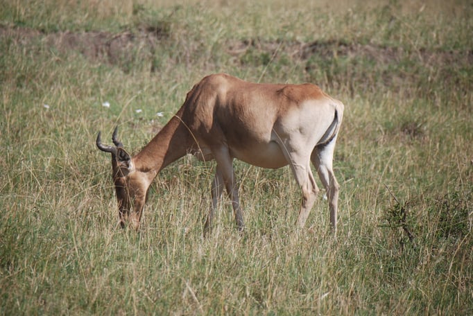 Massai, Mara, Kongoni oder  echte Kuhantilope