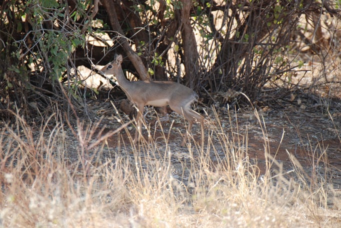 Samburu Nationalpark, Kirk-Dikdik
