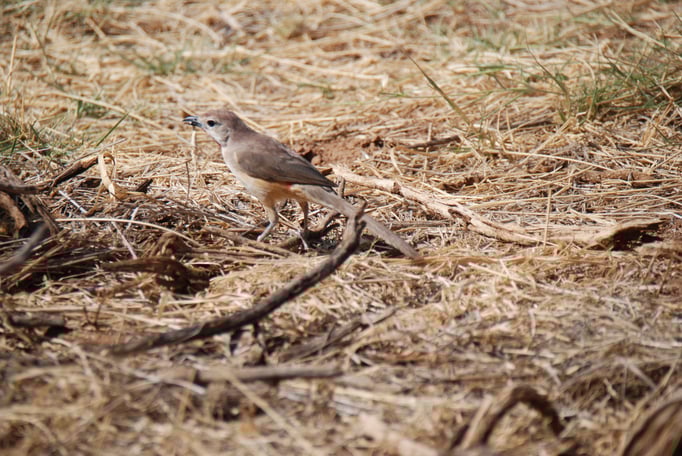 Samburu Nationalpark, Rosenwürger (Meisenart)