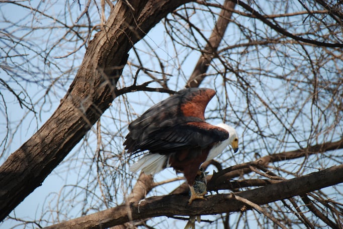 Baringo See, Schreiseeadler