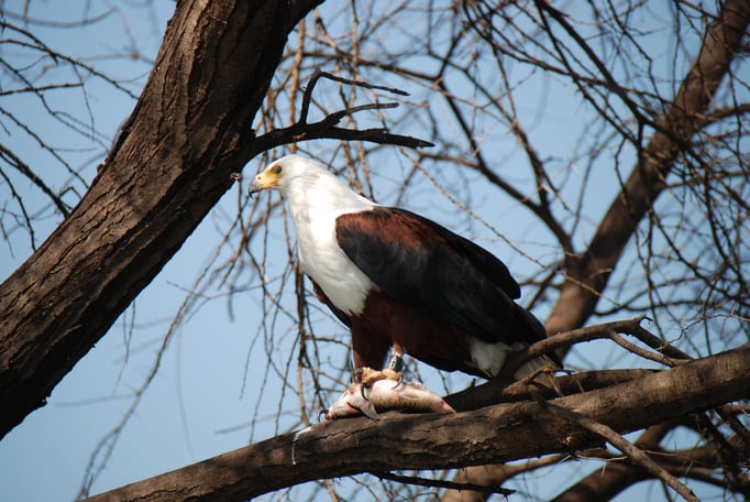 Baringo See, Schreiseeadler