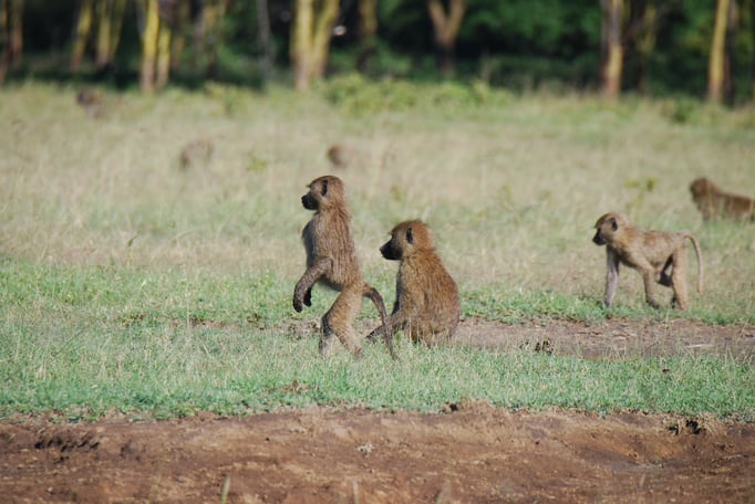 Nakuru Nationalpark, Paviane
