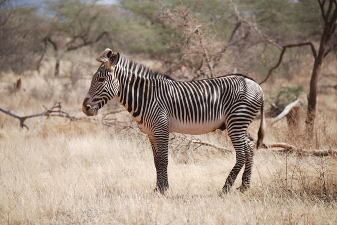 Samburu Nationalpark, Grevy Zebra 