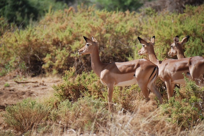 Samburu Nationalpark, Impalas oder Schwarzfersenantilope
