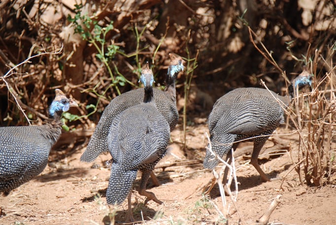 Samburu Nationalpark, Helmperlhühner