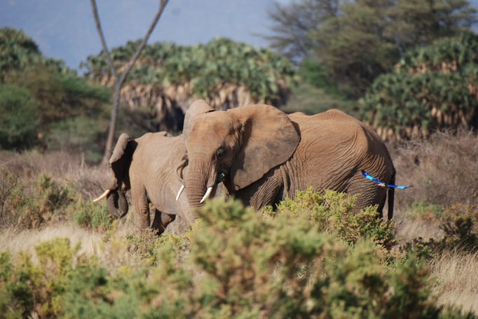 Samburu Nationalpark, Elefanten