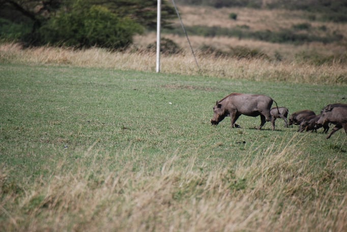 Massai, Mara, Warzenschweine 