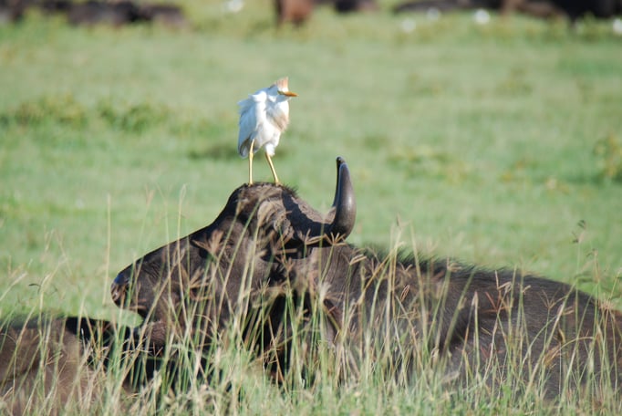 Nakuru Nationalpark,  Kaffernbüffel