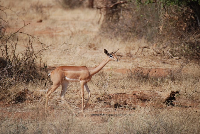Samburu Nationalpark,  Gerenuk oder  Giraffengazelle