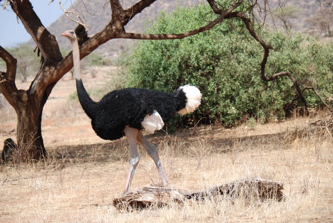 Samburu Nationalpark, Strauß 