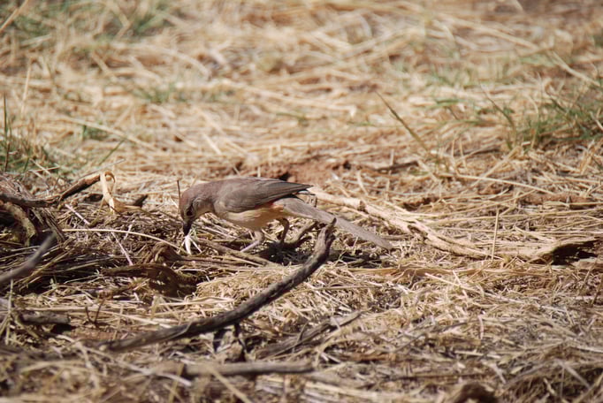 Samburu Nationalpark, Rosenwürger (Meisenart)
