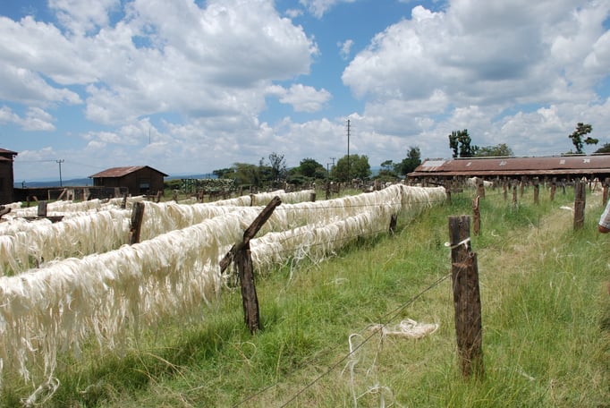 Sisal Plantage mit Fabrik zur Sisal Verarbeitung