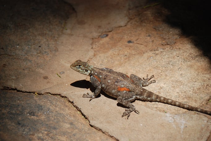 Samburu Nationalpark, Echse
