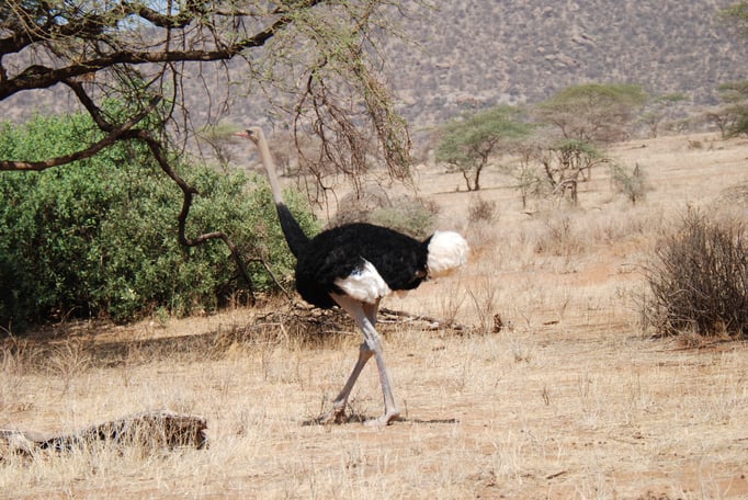 Samburu Nationalpark, Strauß 