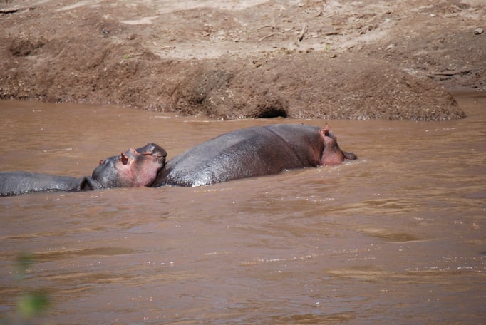 Massai Mara, Flußperde
